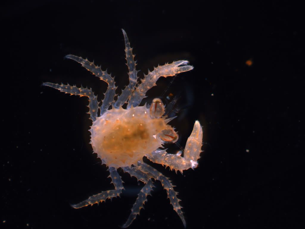 Juvenile kodiak red king crab (Paralithodes camtschaticus) - © Asia Beder, University of Alaska