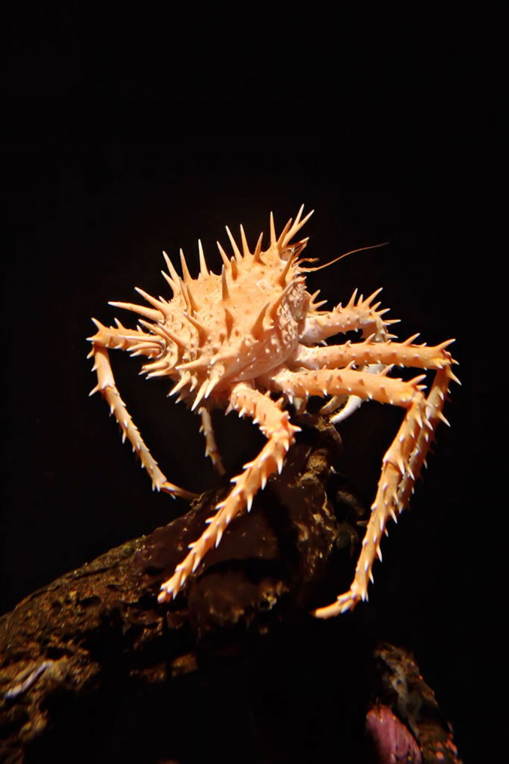 Spiny king crab (Paralithodes californiensis) perched on a rock - © Moondigger