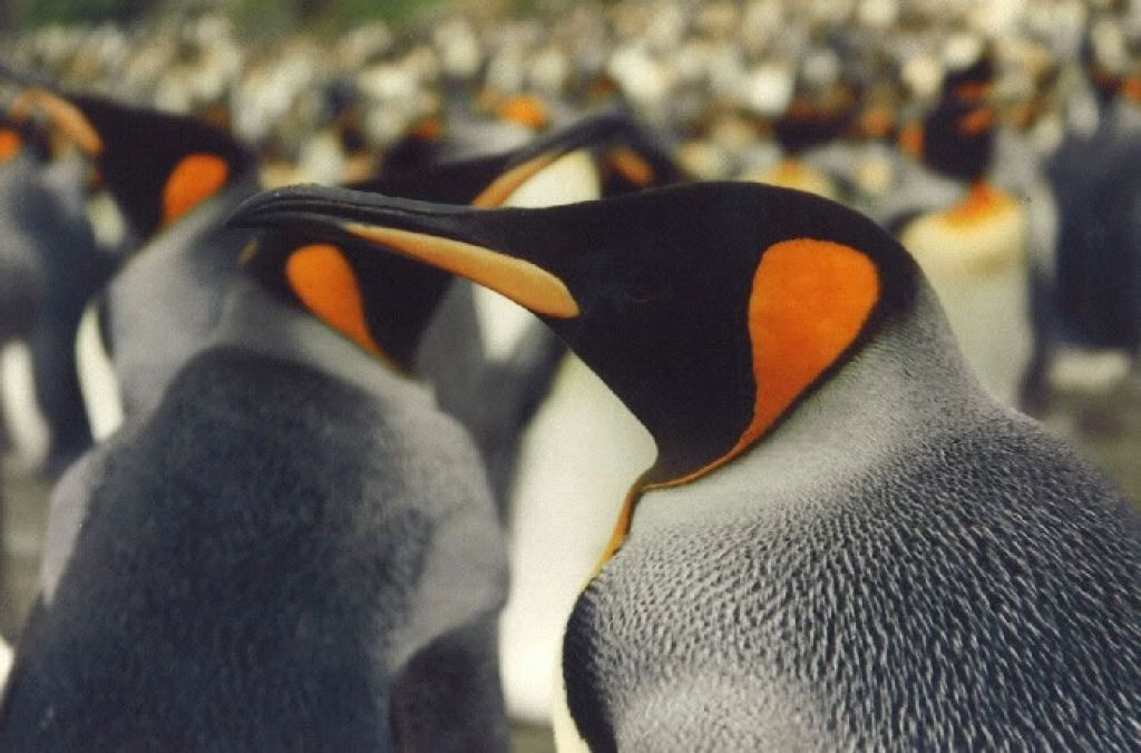 King Penguins (Aptenodytes patagonicus) - © YAN ROPERT-COUDERT