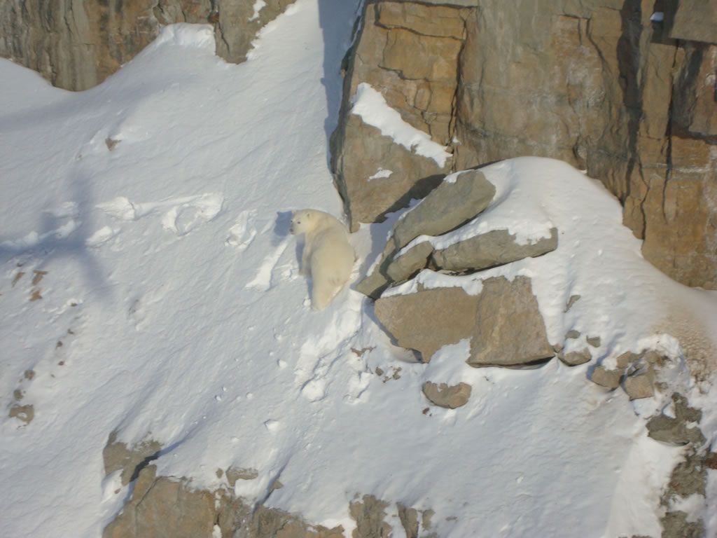 Polar bear in the wild in Nunavut - © GOVERNMENT OF NUNAVUT, M. DYCK