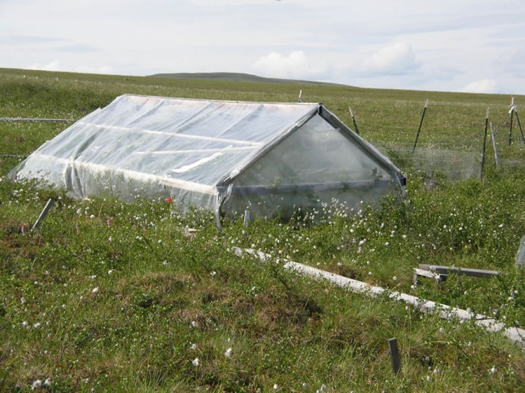 View of a plot of tundra studied under the Toolik Lake research project.  - © SEETA SISTLA, UC IRVINE