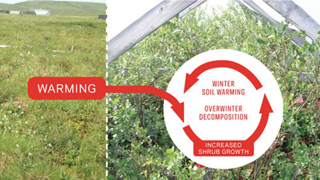 Summer greenhouse warming drives a positive feedback between greater plant growth and winter soil warming - © SEETA SISTLA, UC IRVINE - IPF