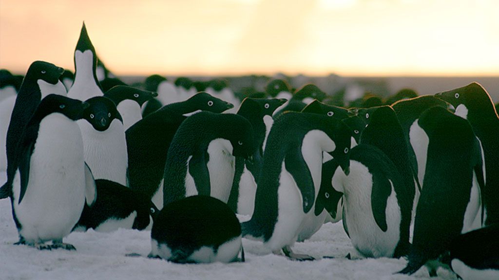 Adélie penguins on Torgersen Island, off Palmer Station, Antarctic Peninsula - © Cara Sucher