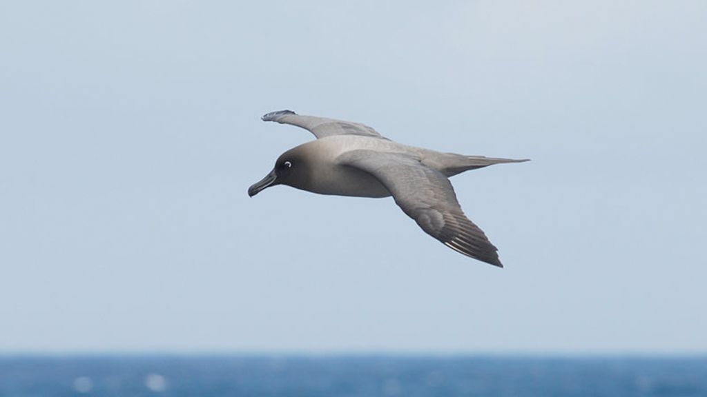 Light-Mantled Sooty Albatross