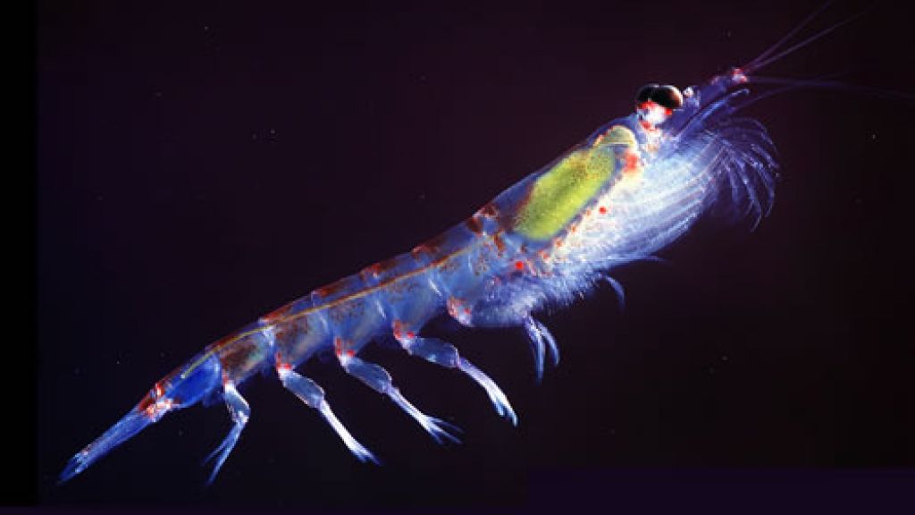 Antarctic Krill - © Uwe Kils