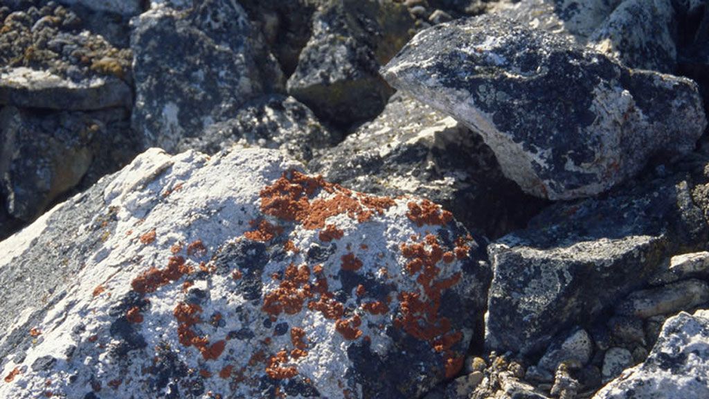 Lichens, seen on these rocks, are a common springtail habitat in Antarctica