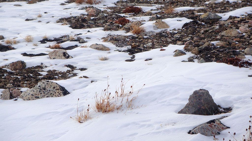 tundra ecosystem