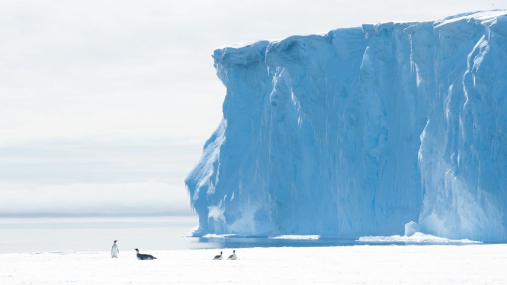 Penguins frolic at the seaward edge of the King Baudouin Ice Shelf