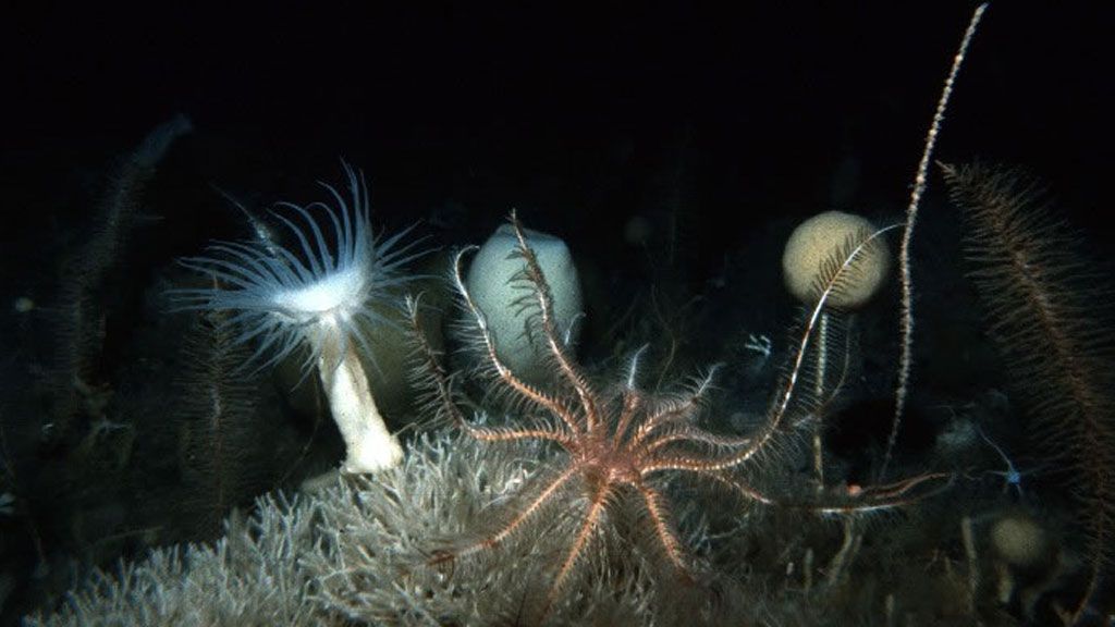 Assortment of benthic species at the bottom of the Southern Ocean