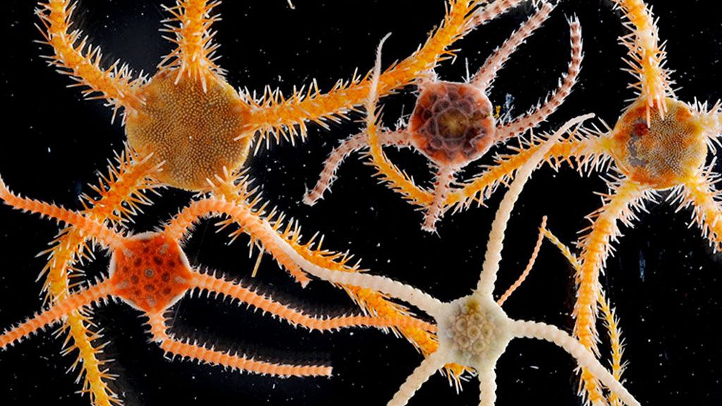 Brightly coloured brittle stars  - © British Antarctic Survey
