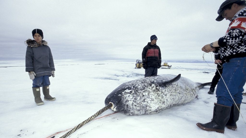 Narwhal hunters, Baffin Island