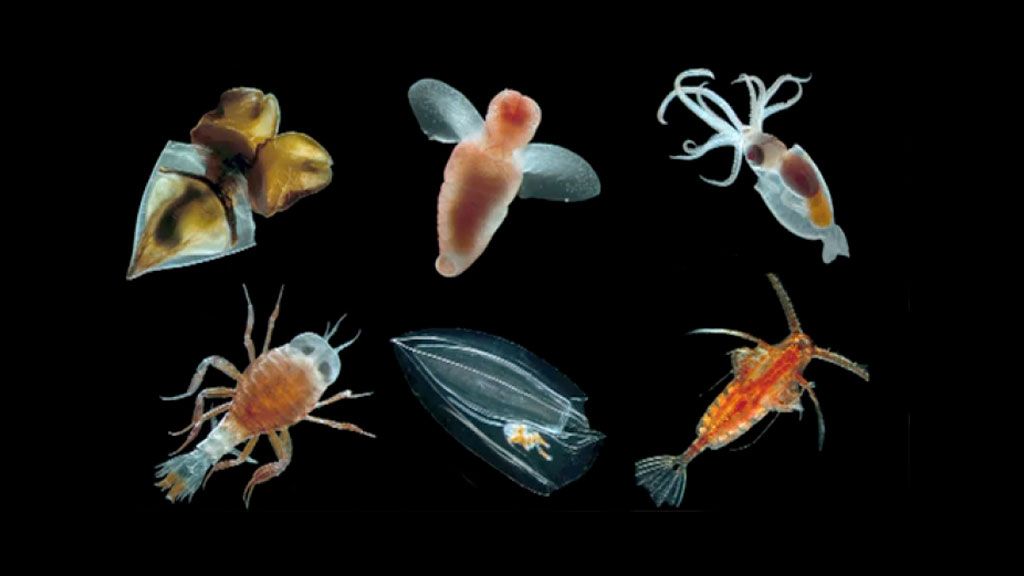 Antarctic Marine Biodiversity and Climate Change