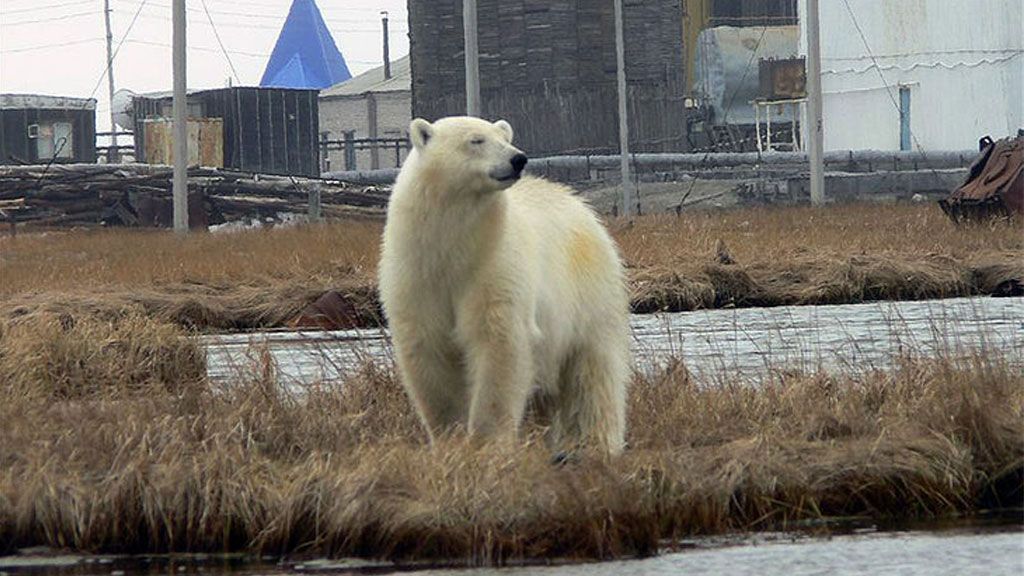 Polar bears have been venturing more onto land as their natural habitat, the sea ice, has been thinning