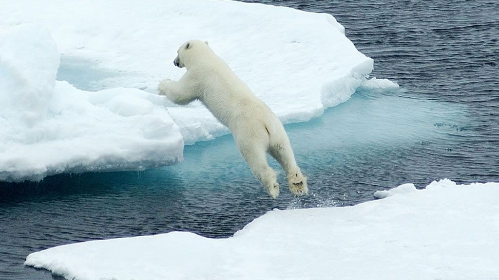 Polar bear making its way across the Arctic sea ice floe - © MARTIN JAKOBSSON