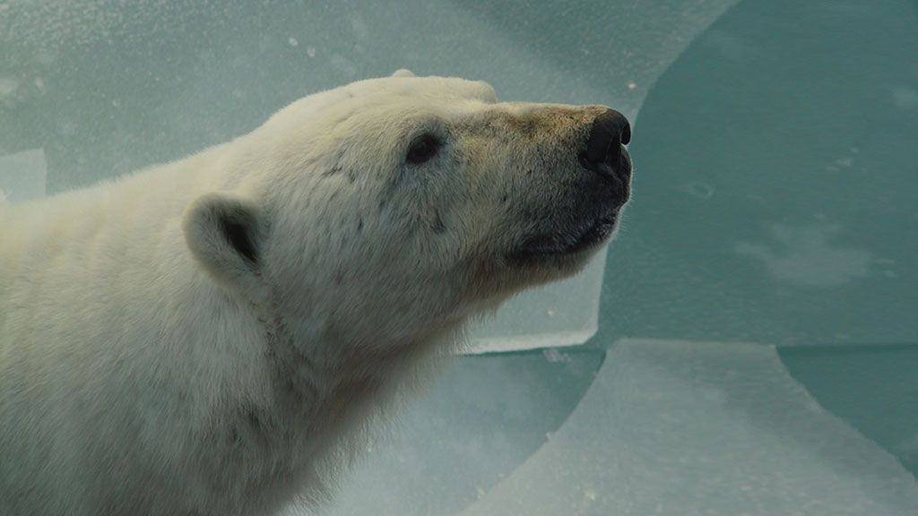 Polar bear on sea ice - © KONSTANTINE / KONSTANTINE