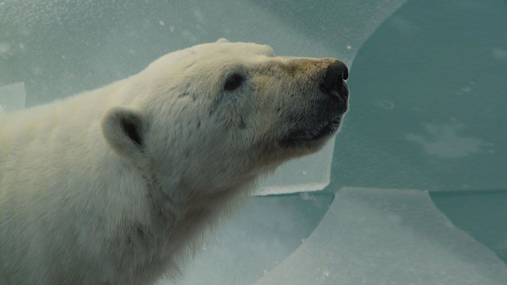 Polar bear on sea ice