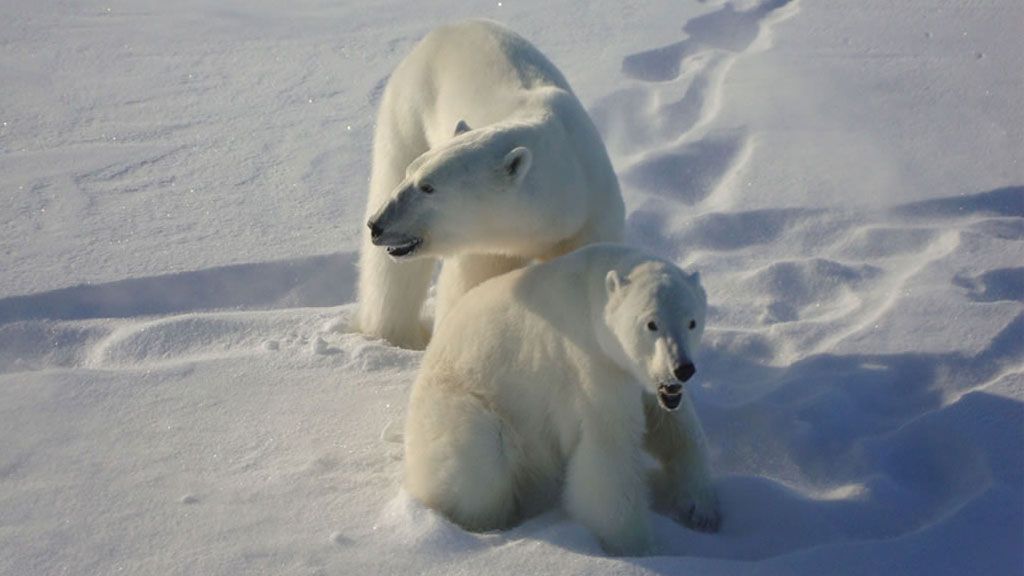 Male and female polar bear in the wild - © GOVERNMENT OF NUNAVUT, M. DYCK