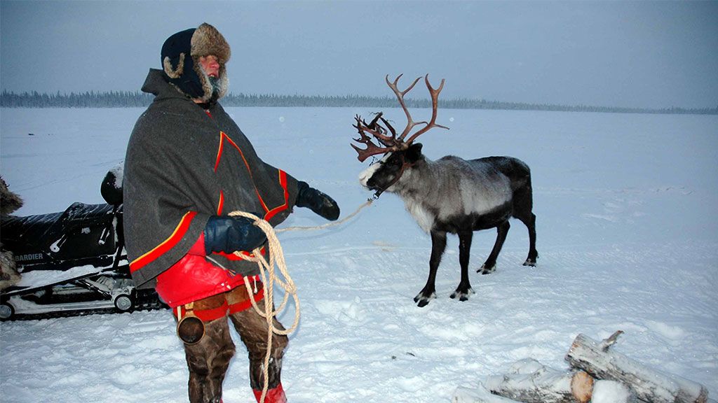 Sami Reindeer Herder