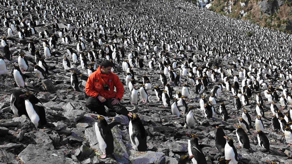 Dr Xavier studying a Macaroni penguin colony